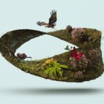 What is Rewilding and Why is it important