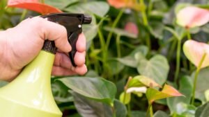 Common Plant Diseases