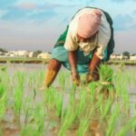 Environmental Impact of Traditional Agriculture & Farming