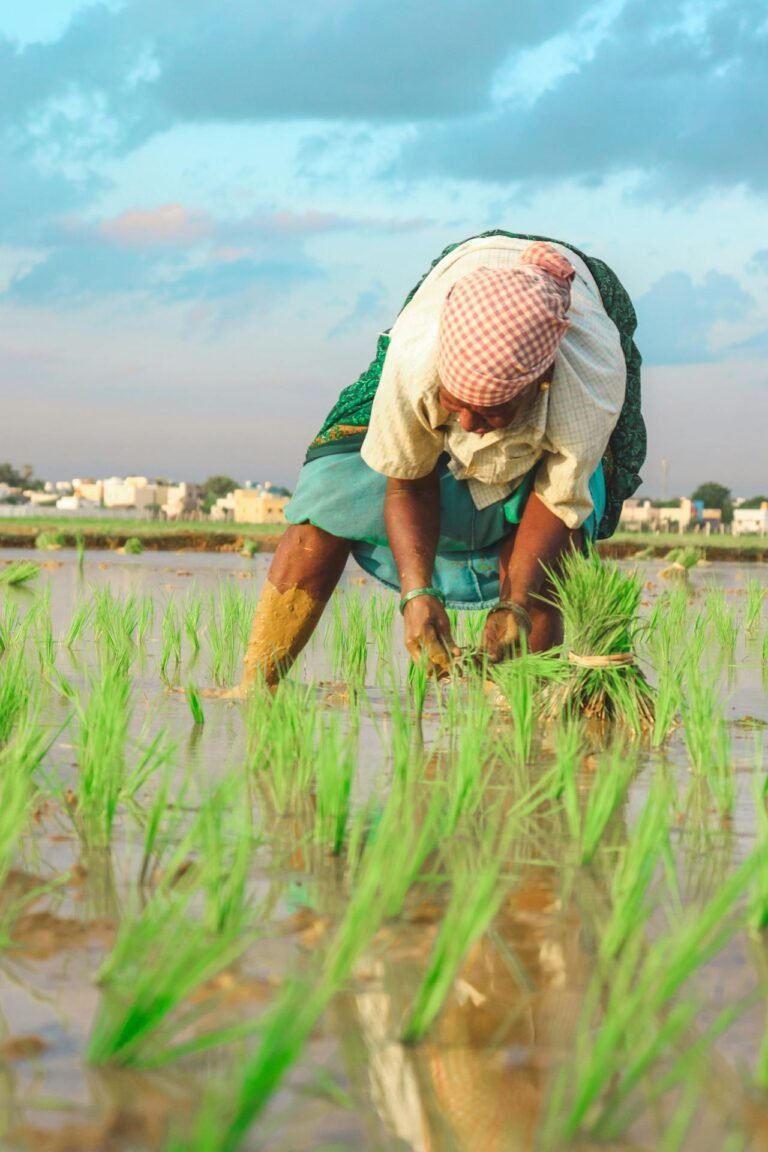 Environmental Impact of Traditional Agriculture & Farming