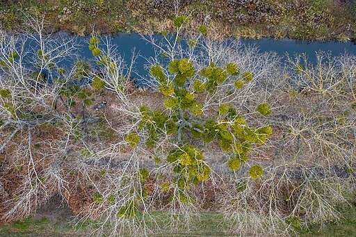 Poplar Trees (Populus spp.)