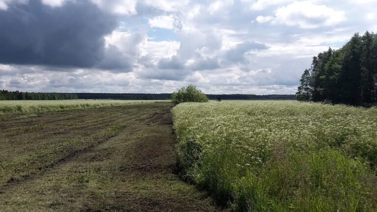 Prairie Strips Reduce Soil Erosion