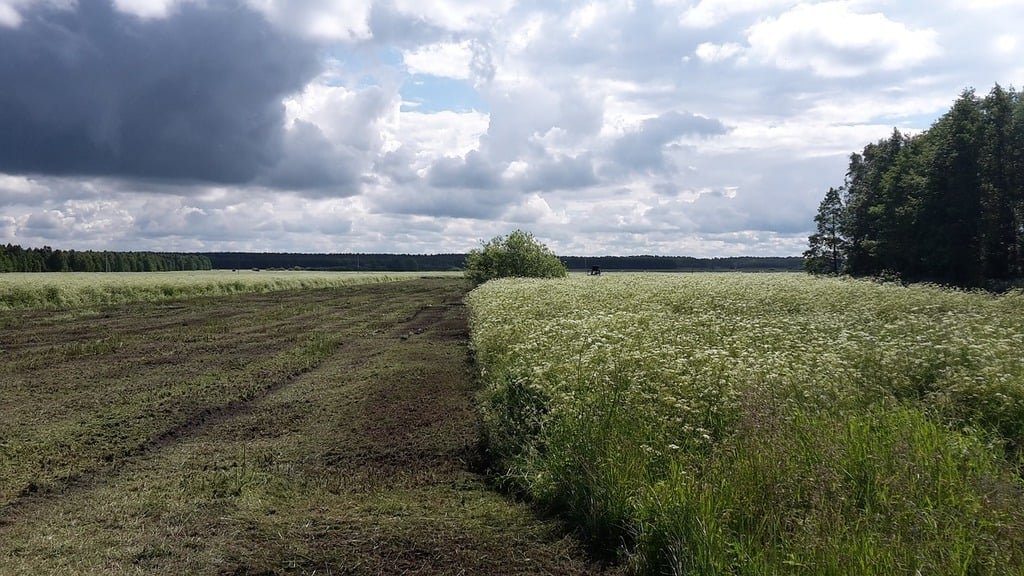 Prairie Strips Reduce Soil Erosion