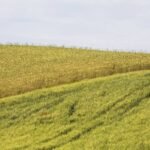 Prairie Strips Reduce Soil Erosion