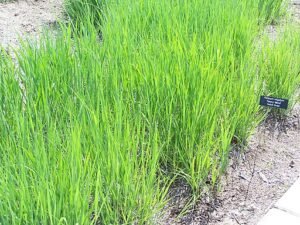 Deep-Rooted Plants for Erosion Control | What is Green Living?