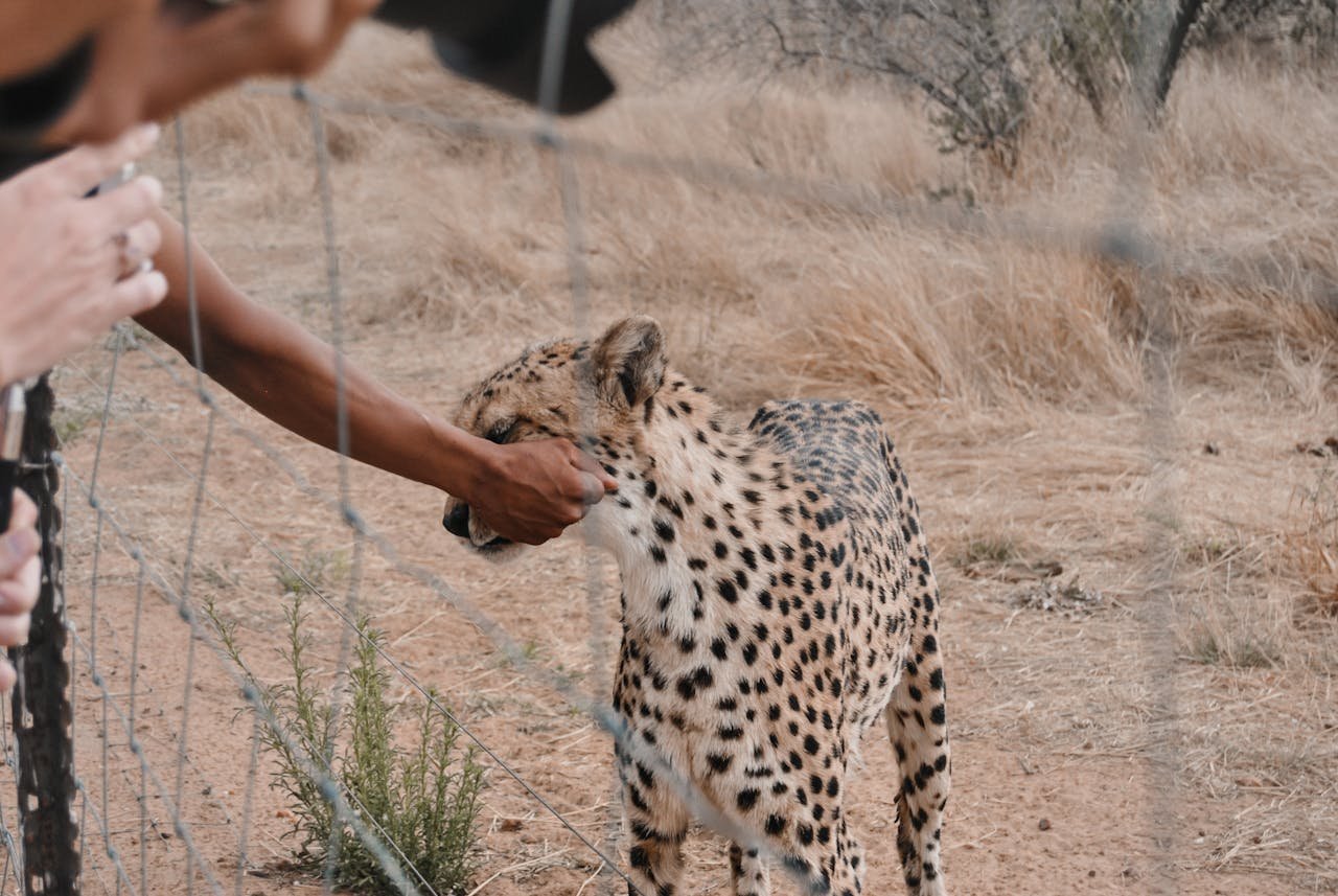 Voluntourism Ethics - Do Conservation Trips Help or Harm Wildlife