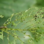 What’s Eating My Plant Leaves