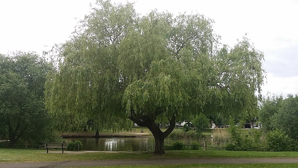 Willow (Salix spp.)