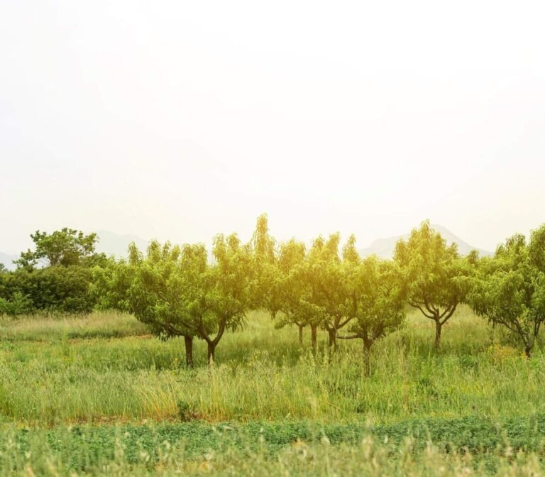 Agroforestry Boosts Climate Resilience and Economic Growth