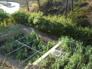 Artificial Wetlands Wastewater Treatment