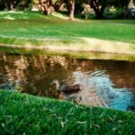 How Rain Gardens Turn Runoff into Clean Water Garden Features