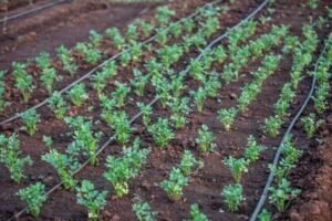 Organic Farming Methods for Vegetable Gardens