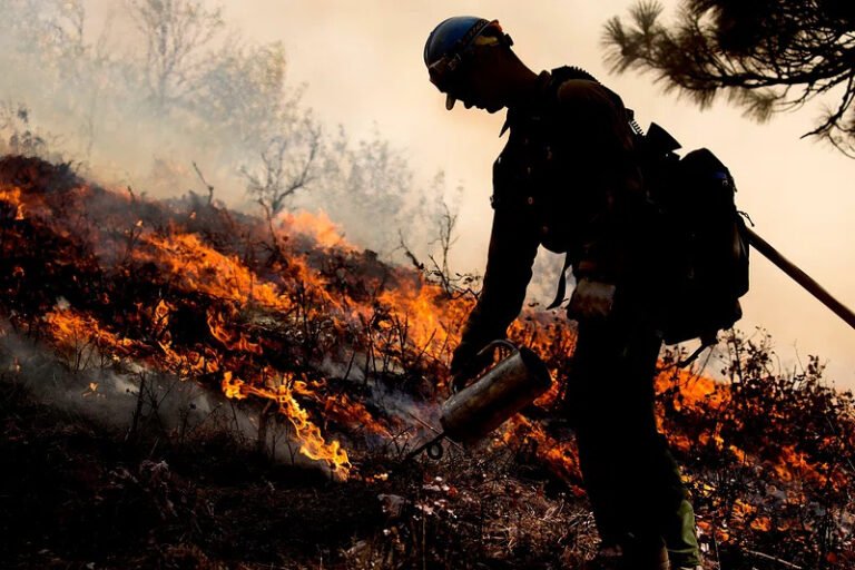 Prescribed Burning Cuts Wildfire Damage and Pollution