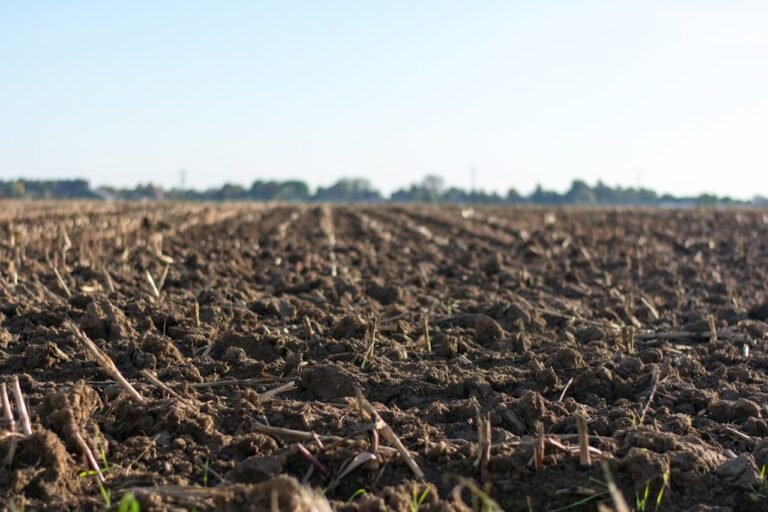 Soil Pollution Causes and Remediation Techniques