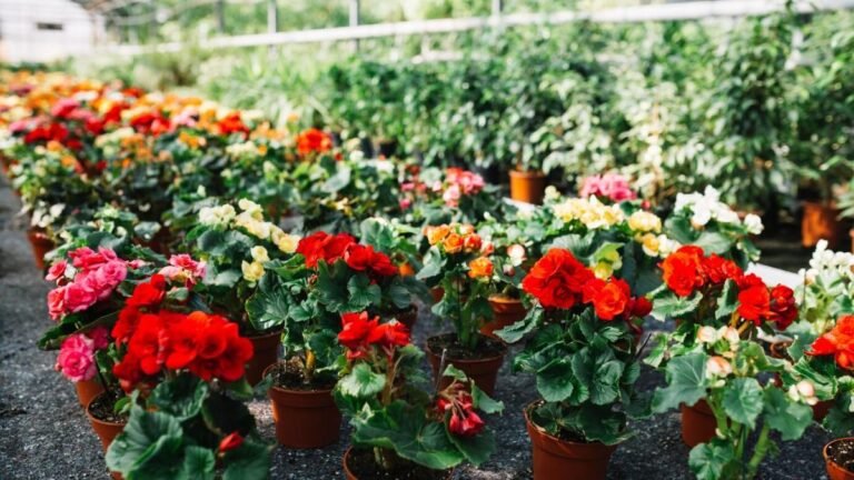 Traditional Bedding Plants Being Phased Out for Eco‑Friendly Garden Species