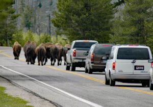 Where are Yellowstone Bison Most at Risk from Vehicles