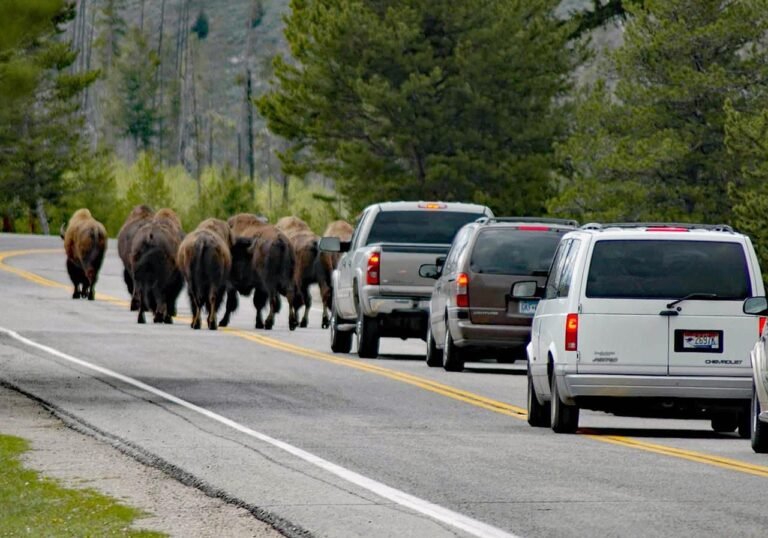 Where are Yellowstone Bison Most at Risk from Vehicles