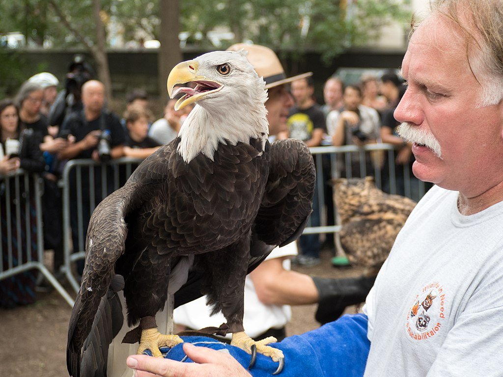 Eagle Rehabilitated and Released After Sanctuary Care Shows Community-Led Wildlife Rehab Success