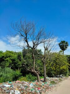 Forest Soils are Catching Plastic From the Sky