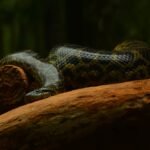 How a Nat Geo Shoot Helped Scientists Find a New Giant Anaconda