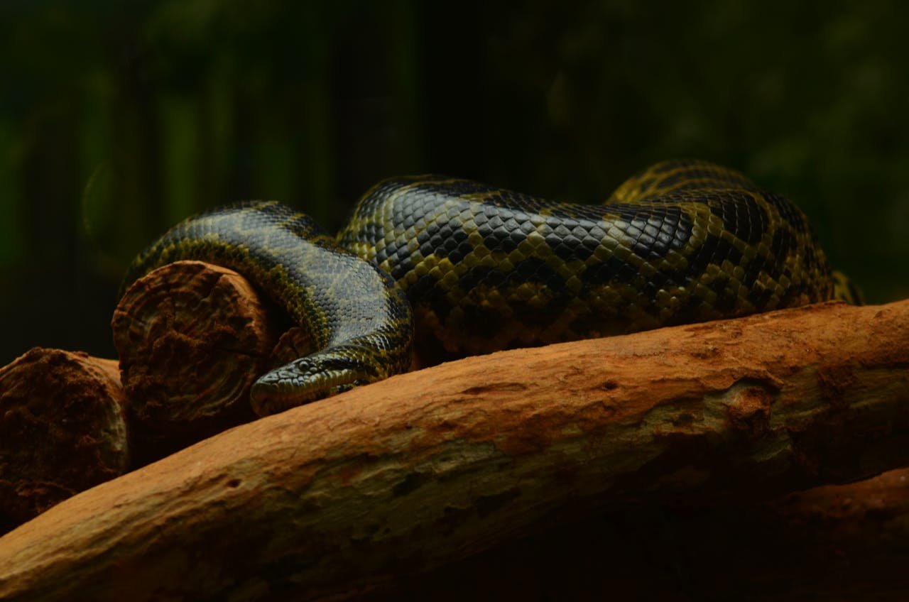 How a Nat Geo Shoot Helped Scientists Find a New Giant Anaconda | What ...