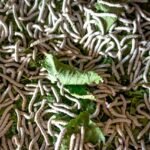 Industrial Insect Farms Turn Food Waste into Protein at Scale
