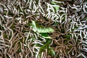 Industrial Insect Farms Turn Food Waste into Protein at Scale