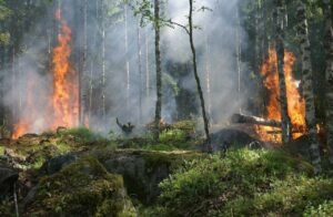 Industrial Tree Plantations Linked to Higher Megafire Risk