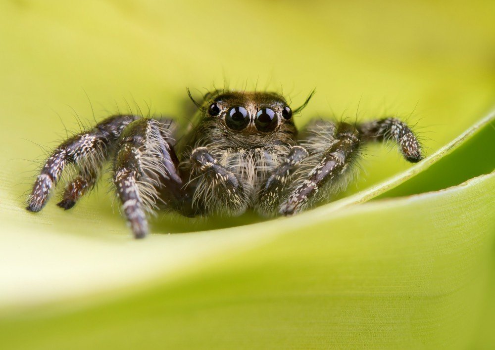 Jumping Spiders as Pets