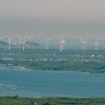 Offshore Wind Could Host Large-Scale Seaweed Farms and Capture Carbon Fast