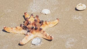 Sea Stars Solved — What it Means for Coastal Food Webs