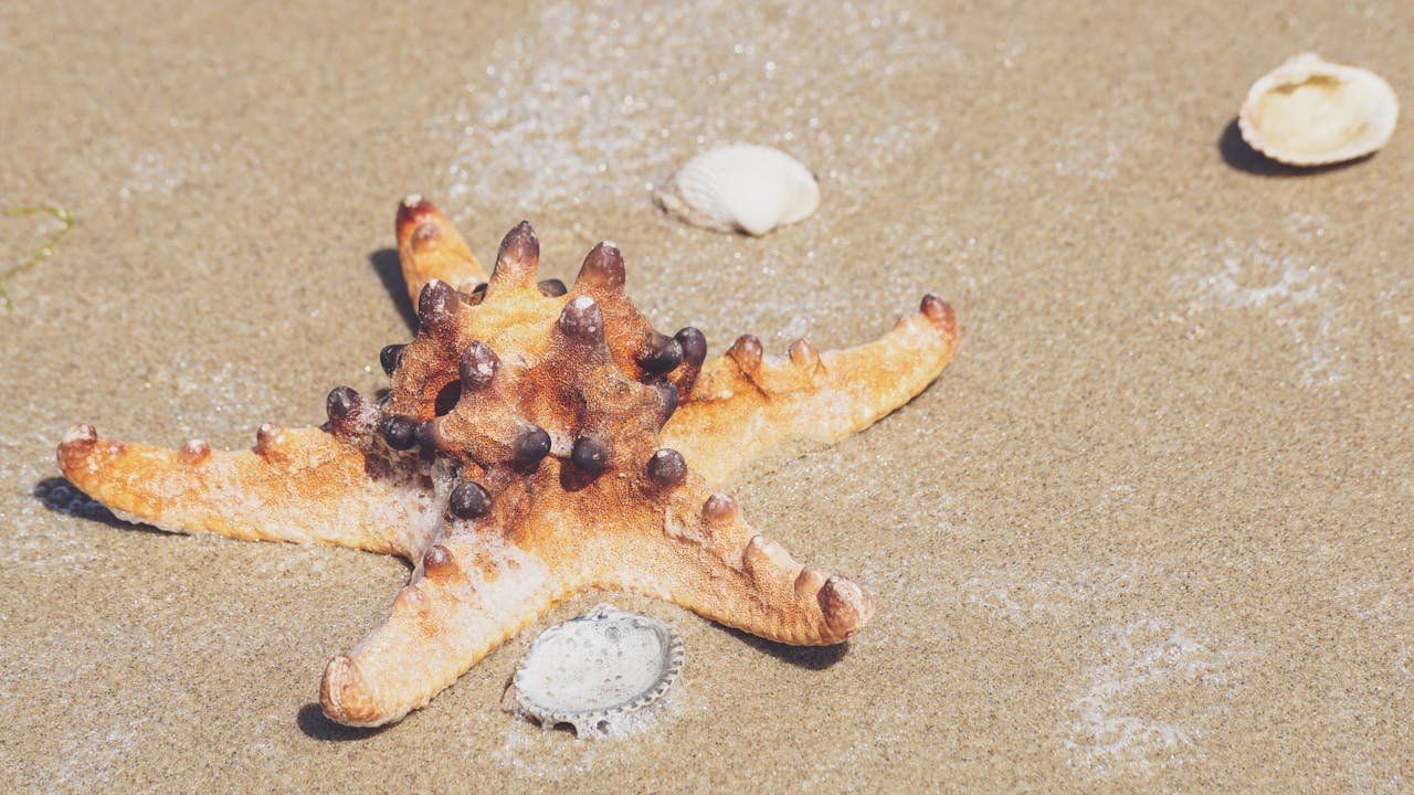 Sea Stars Solved — What it Means for Coastal Food Webs