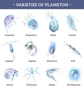 What Does Phytoplankton Eat?