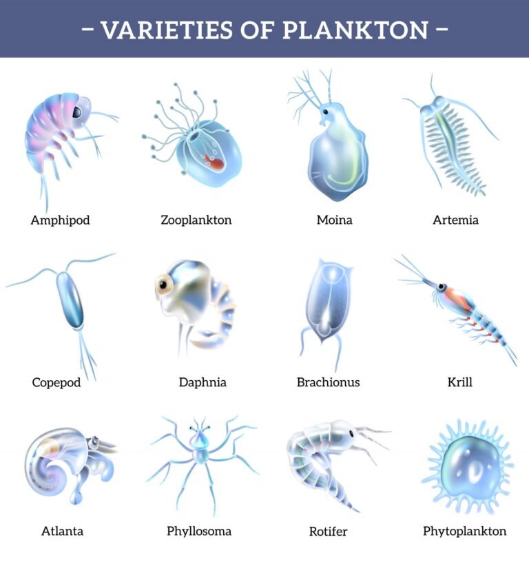 What Does Phytoplankton Eat?