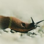 Why Salt Kills Slugs