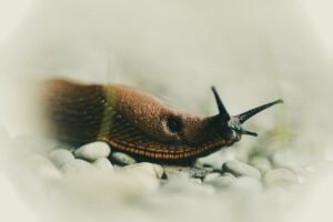 Why Salt Kills Slugs