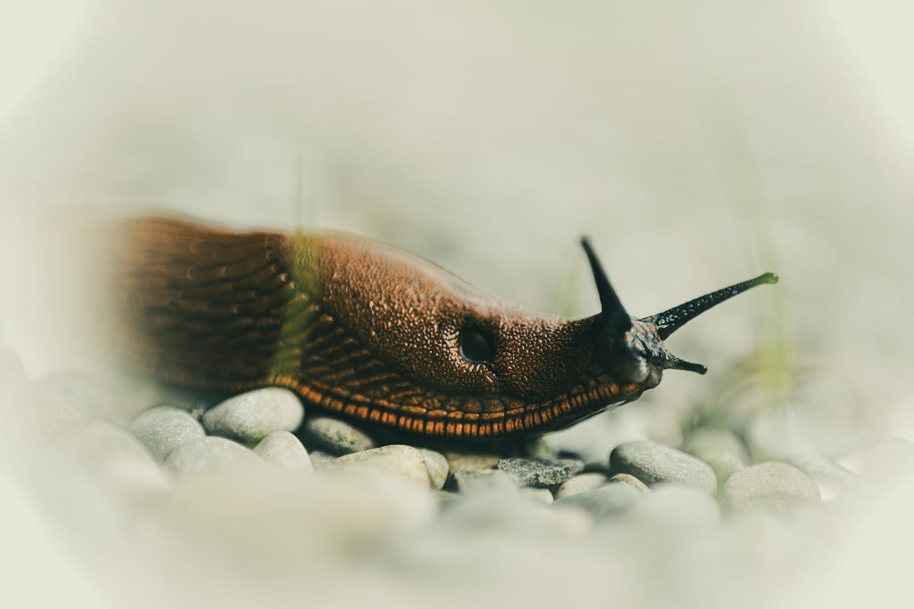 Why Salt Kills Slugs
