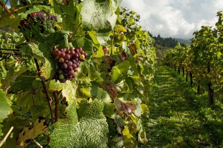 Winemakers Urged to Save Earthworms and What Regenerative Viticulture
