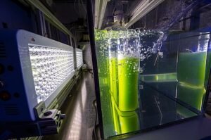 Algae Biofuel Startup Claims Major Emissions Cut