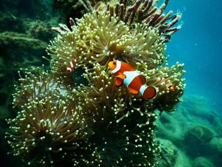 Microplastics Damage Coral Reproduction in Hawaiian Reefs