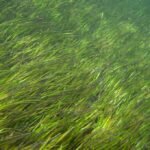 Community Seagrass Network Launched to Map Coastal Carbon Sinks