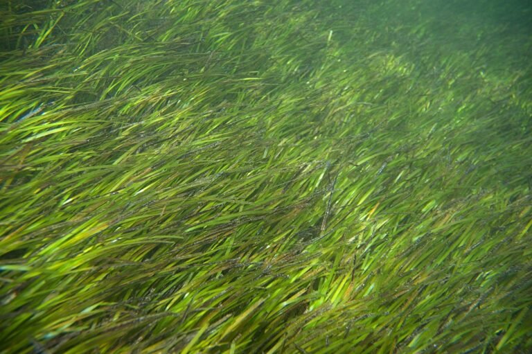 Community Seagrass Network Launched to Map Coastal Carbon Sinks